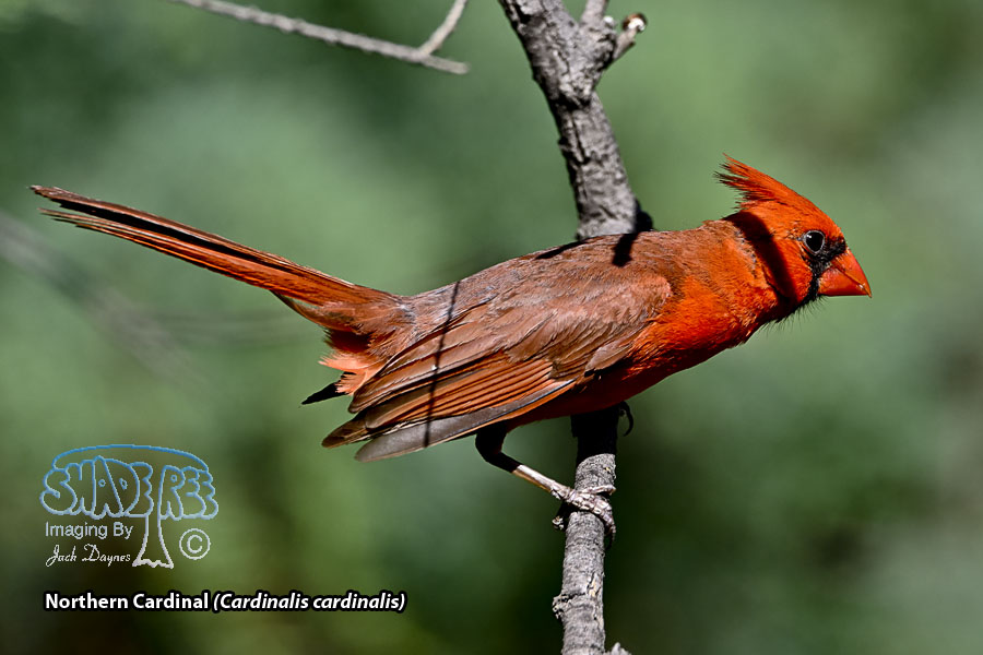 Northern Cardinal - Cardinalis cardinalis