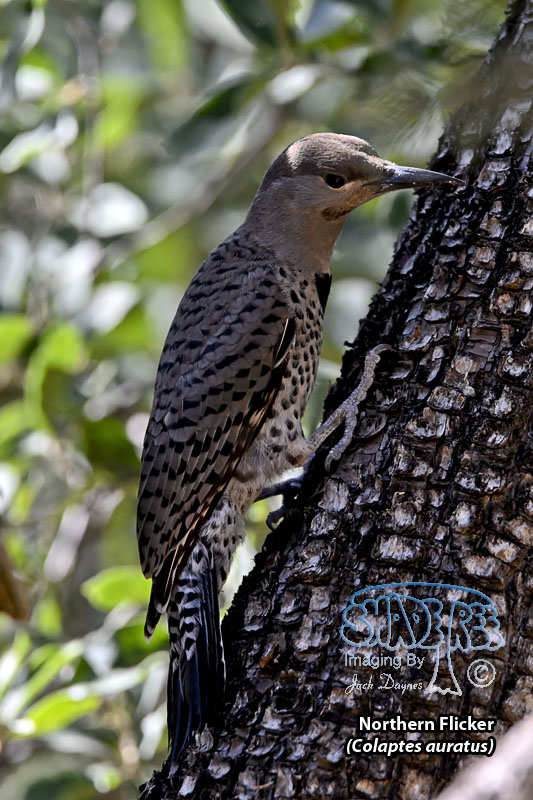 Northern Flicker - Colaptes auratus
