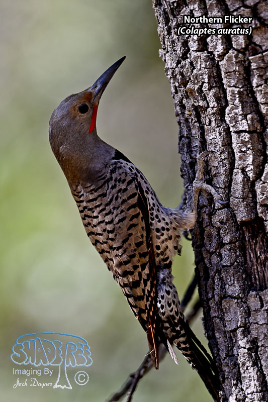 Northern Flicker - Colaptes auratus