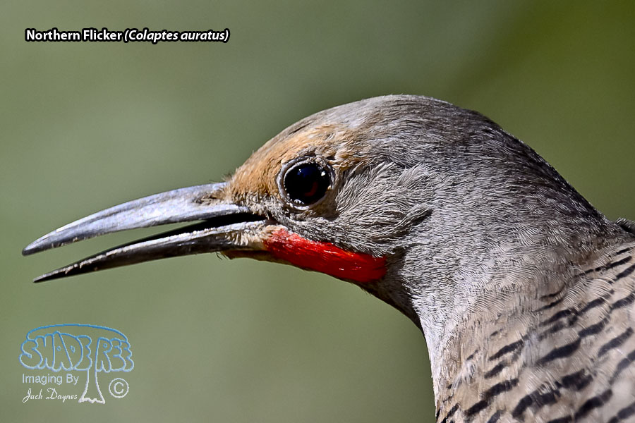 Northern Flicker - Colaptes auratus