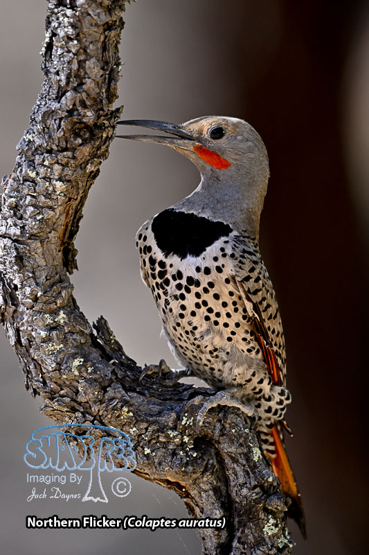 Northern Flicker - Colaptes auratus