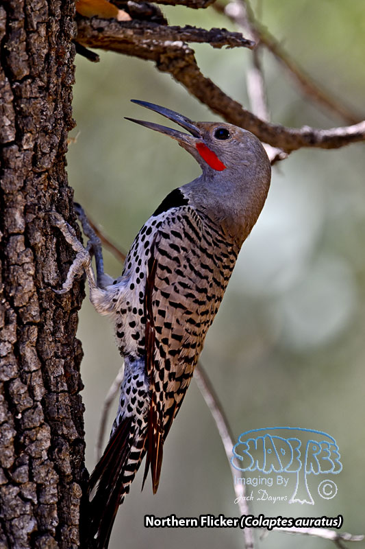 Northern Flicker - Colaptes auratus