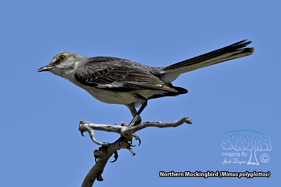 Northern Mockingbird - Mimus polyglottos