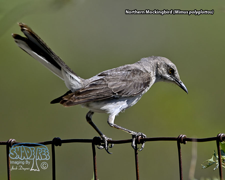 Northern Mockingbird - Mimus polyglottos