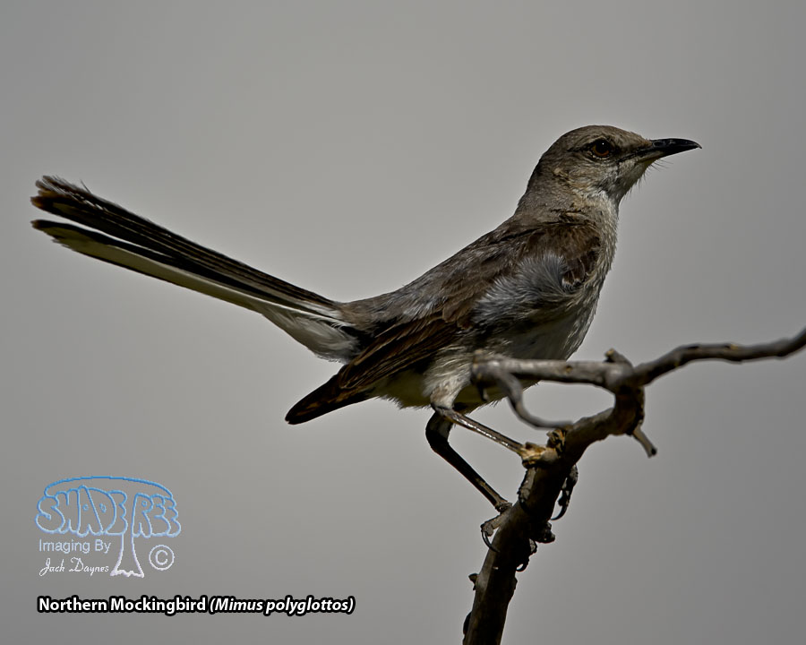 Northern Mockingbird - Mimus polyglottos