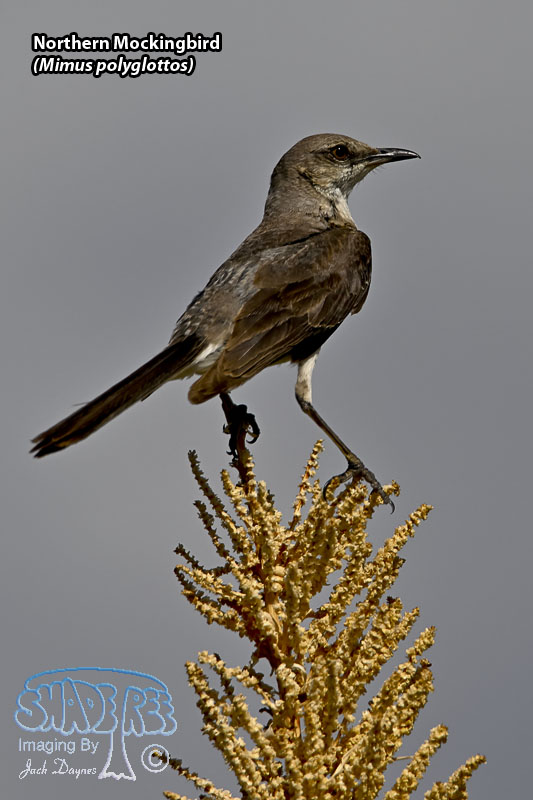 Northern Mockingbird - Mimus polyglottos