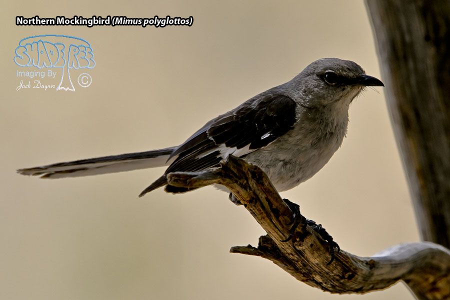 Northern Mockingbird - Mimus polyglottos