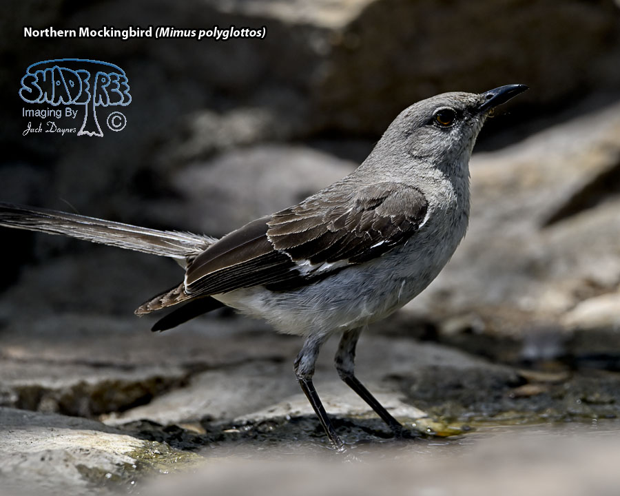 Northern Mockingbird - Mimus polyglottos