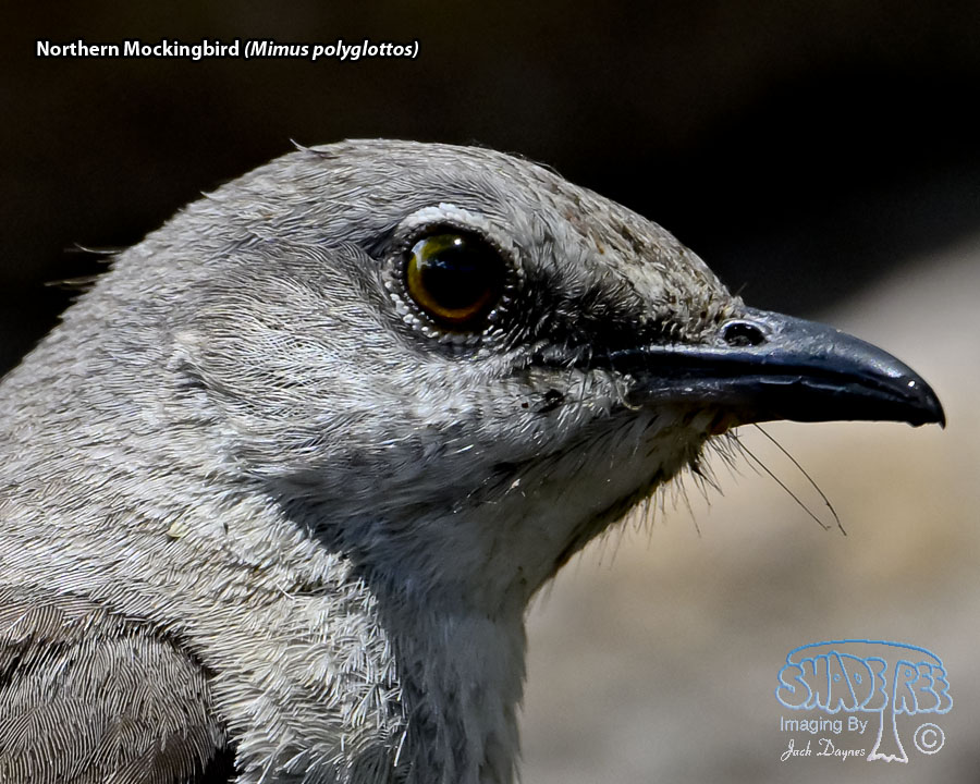 Northern Mockingbird - Mimus polyglottos