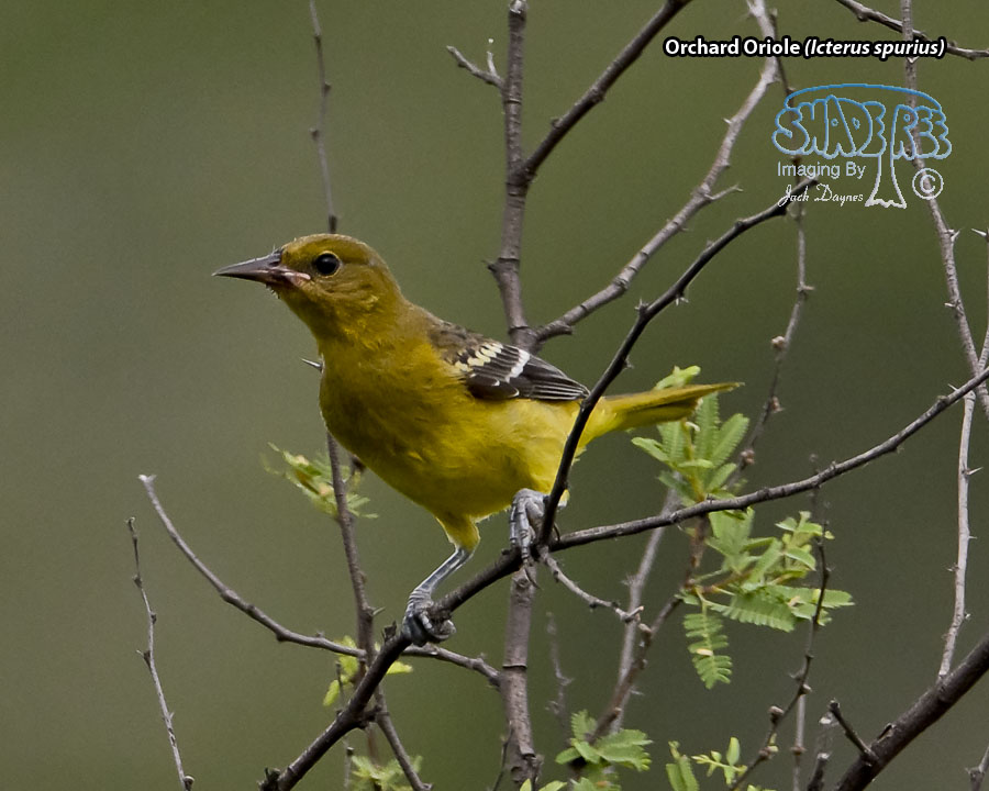 Orchard Oriole - Icterus spurius