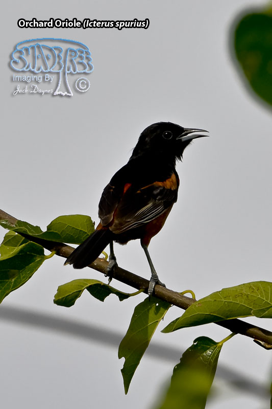 Orchard Oriole - Icterus spurius