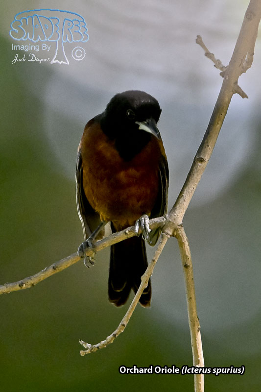 Orchard Oriole - Icterus spurius