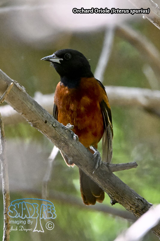 Orchard Oriole - Icterus spurius