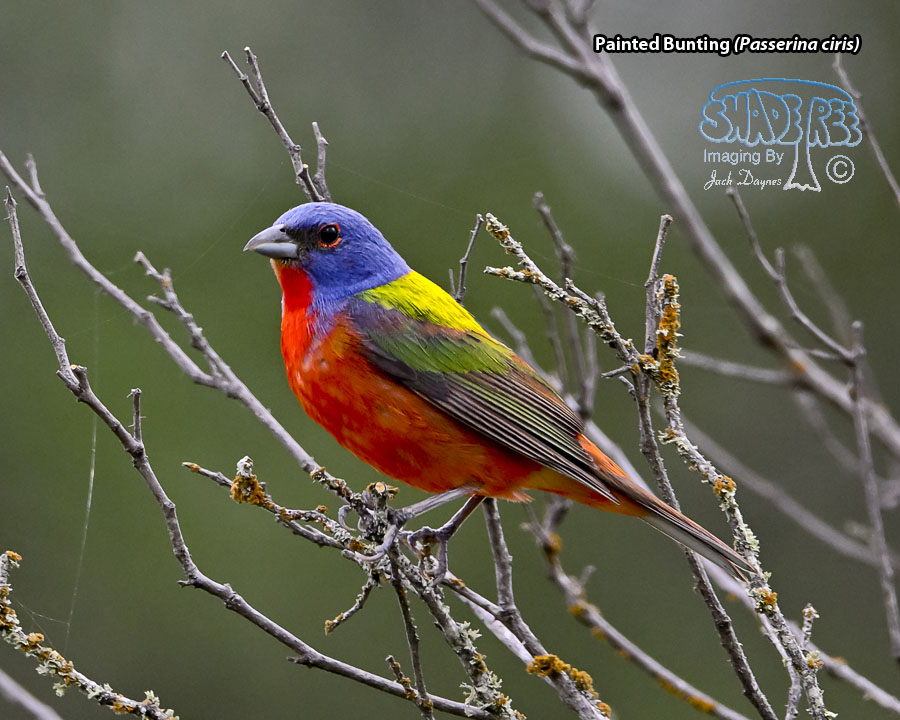 Painted Bunting - Passerina ciris