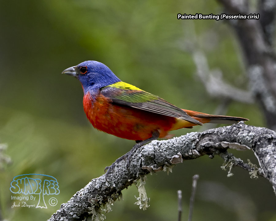Painted Bunting - Passerina ciris