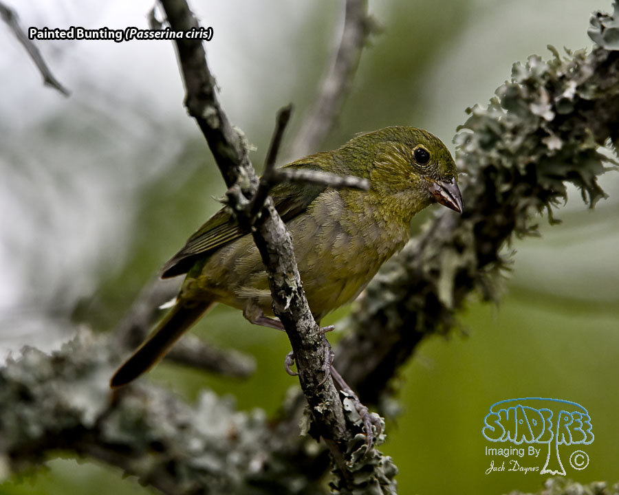 Painted Bunting - Passerina ciris