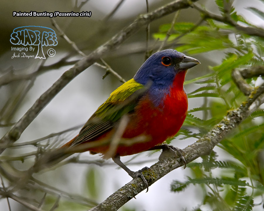 Painted Bunting - Passerina ciris