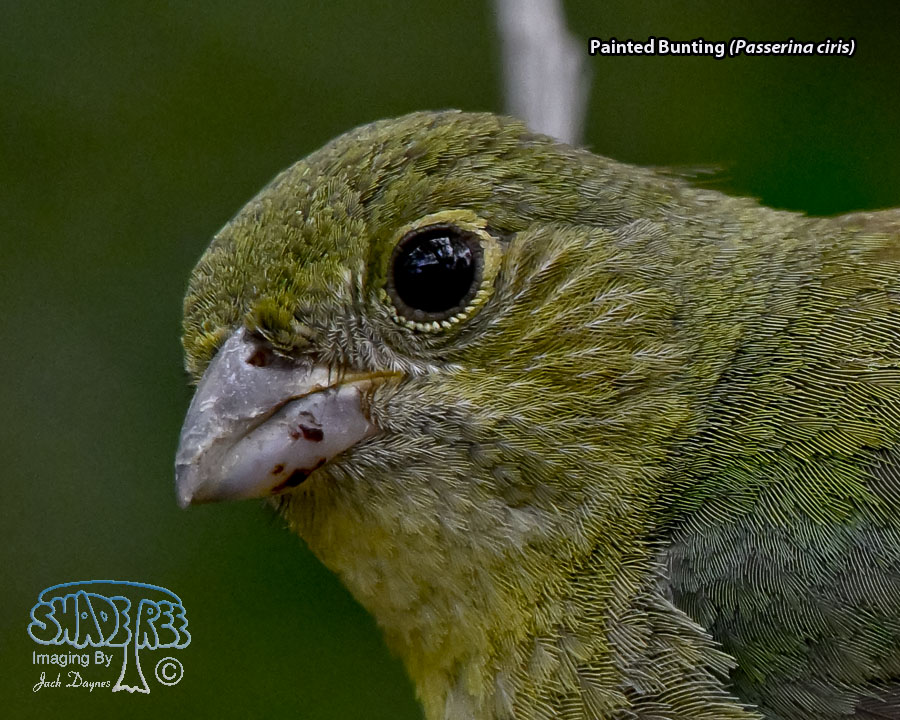 Painted Bunting - Passerina ciris