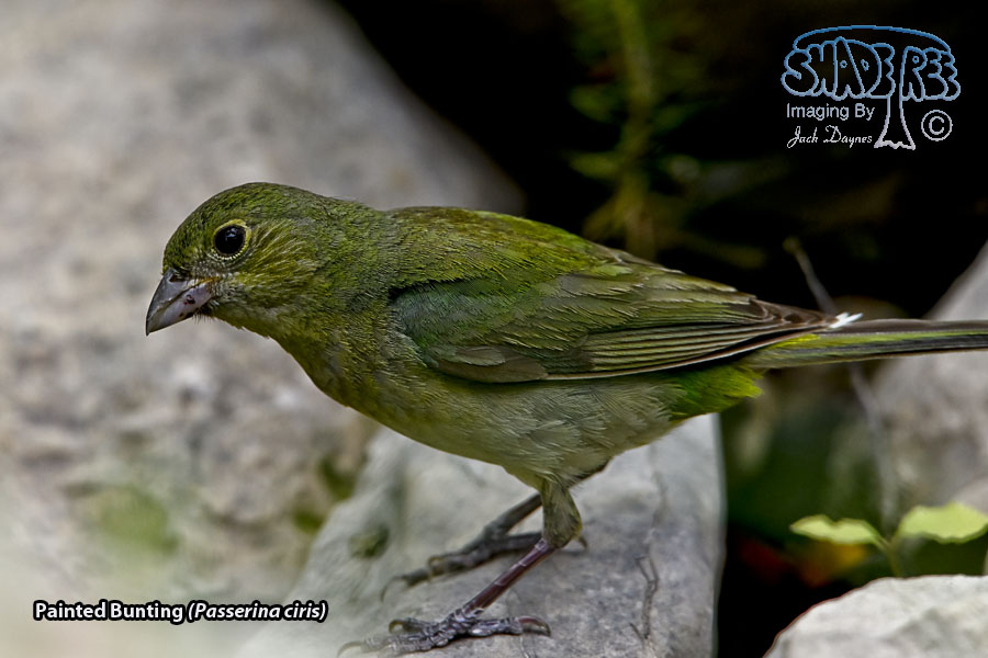 Painted Bunting - Passerina ciris