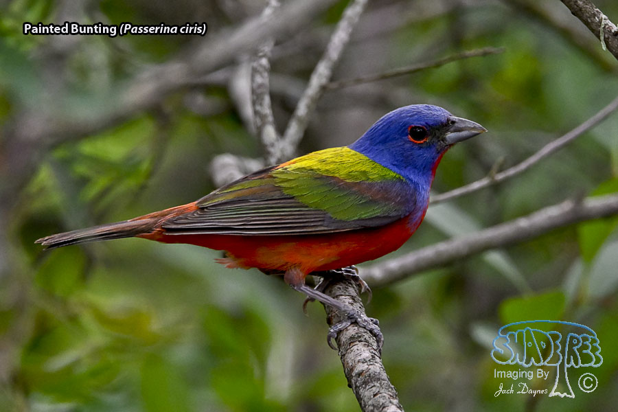 Painted Bunting - Passerina ciris