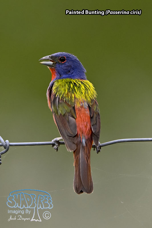 Painted Bunting - Passerina ciris