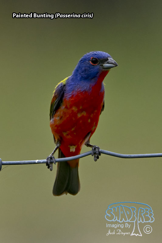 Painted Bunting - Passerina ciris
