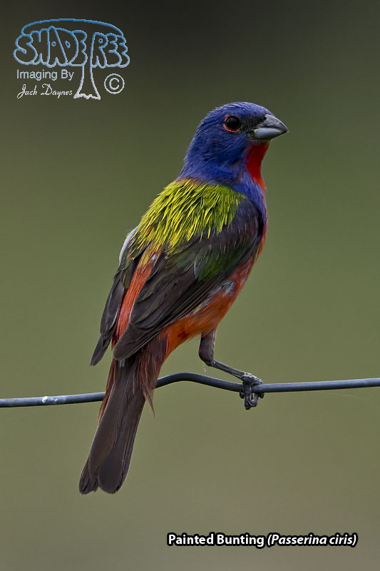 Painted Bunting - Passerina ciris