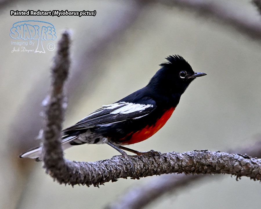 Painted Redstart - Myioborus pictus