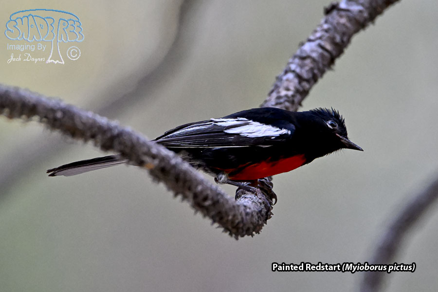 Painted Redstart - Myioborus pictus
