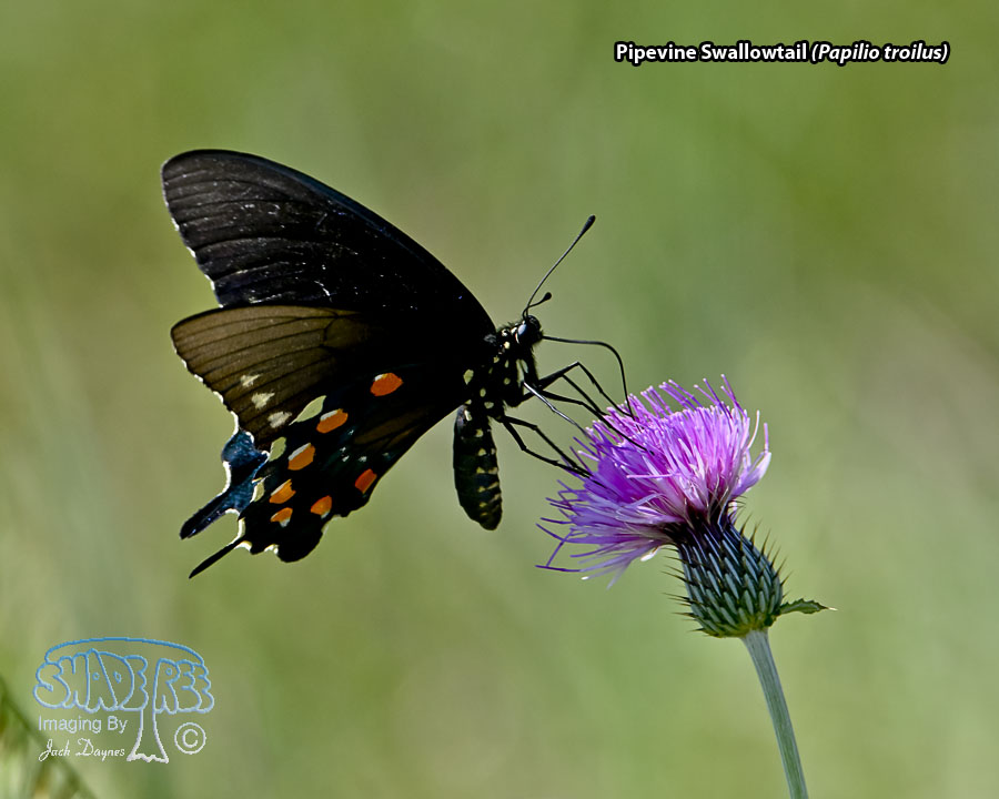 Pipevine Swallowtail - Papilio troilus
