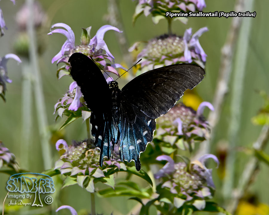 Pipevine Swallowtail - Papilio troilus