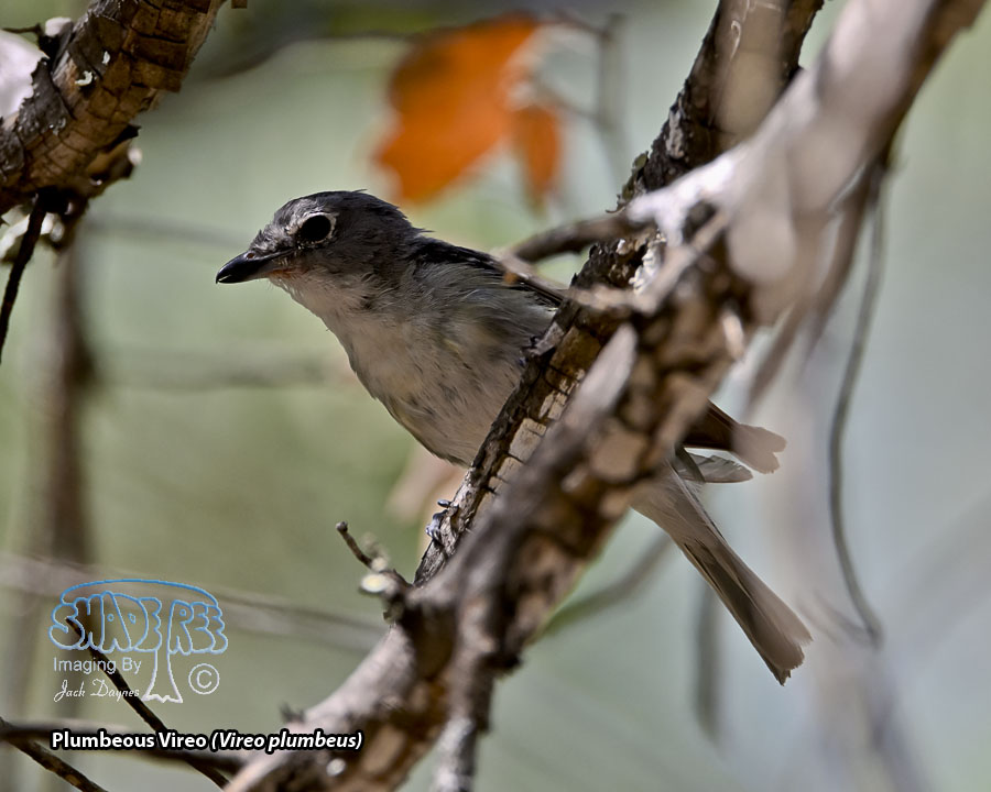 Plumbeous Vireo - Vireo plumbeus