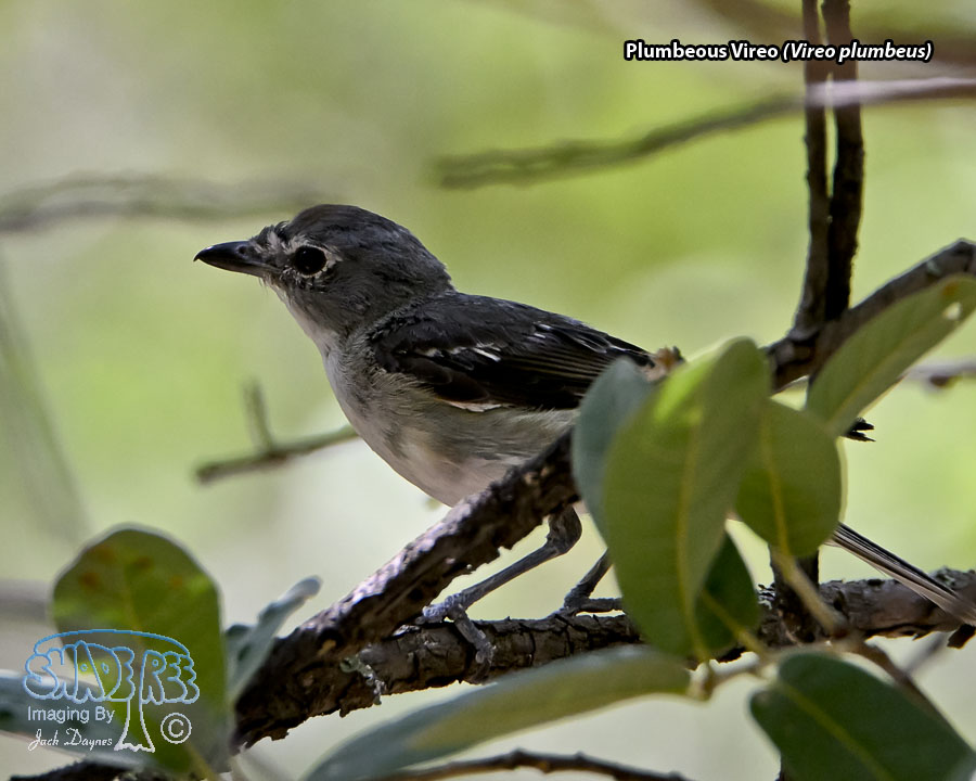 Plumbeous Vireo - Vireo plumbeus