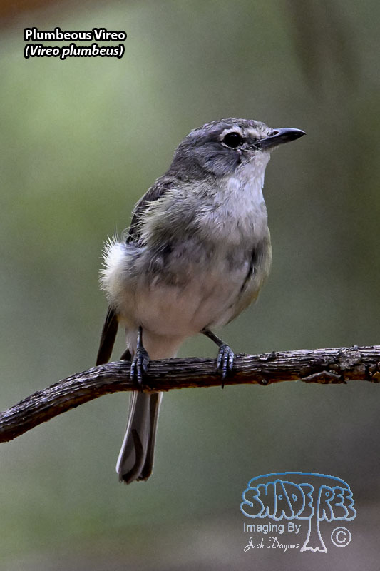 Plumbeous Vireo - Vireo plumbeus