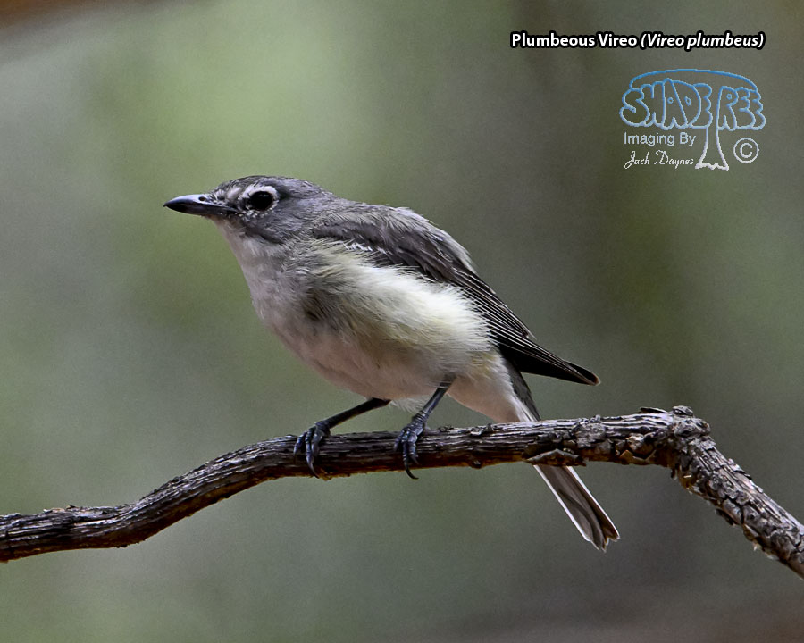 Plumbeous Vireo - Vireo plumbeus