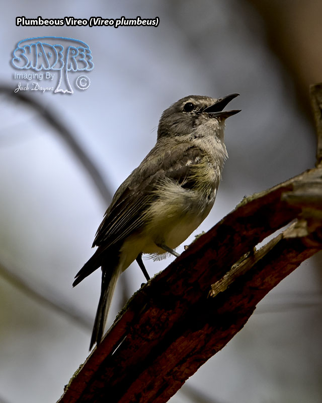 Plumbeous Vireo - Vireo plumbeus