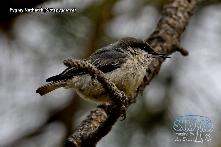 Pygmy Nuthatch - Sitta pygmaea