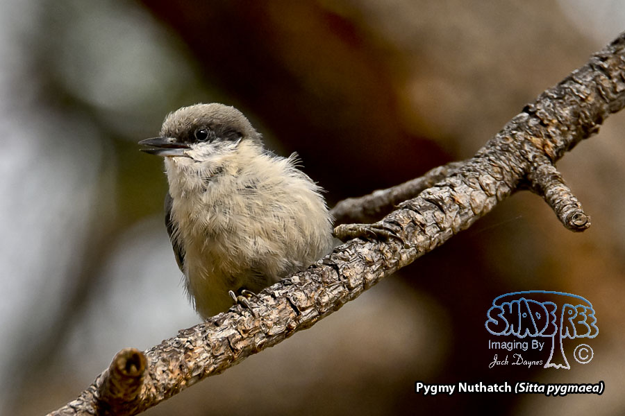 Pygmy Nuthatch - Sitta pygmaea