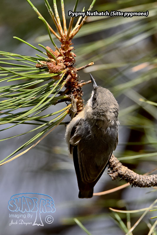 Pygmy Nuthatch - Sitta pygmaea