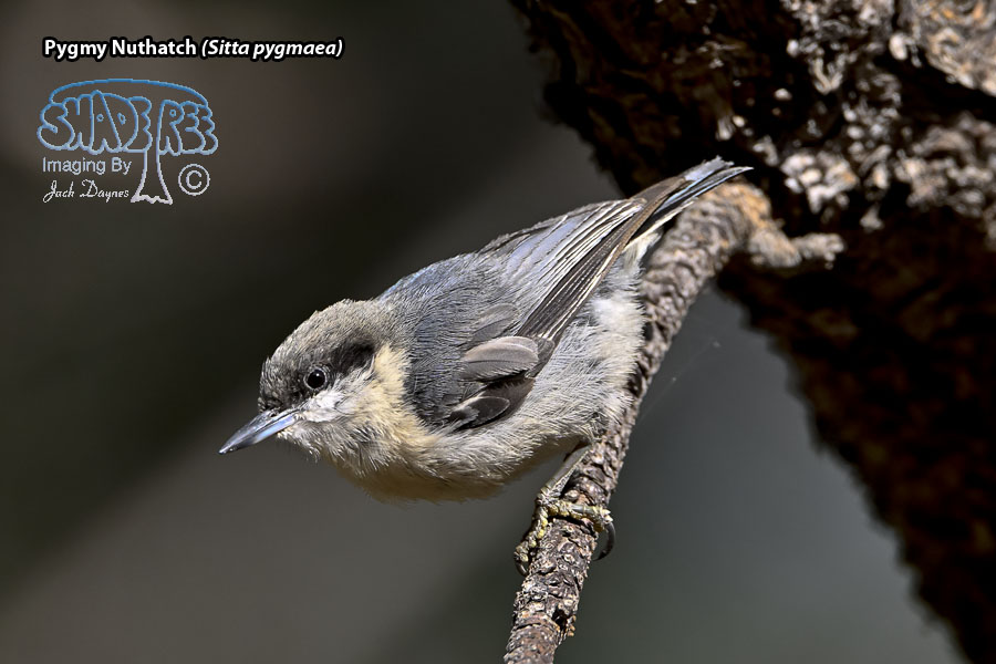 Pygmy Nuthatch - Sitta pygmaea