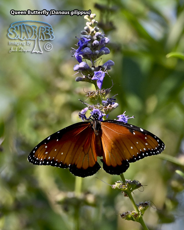 Queen Butterfly - Danaus gilippus