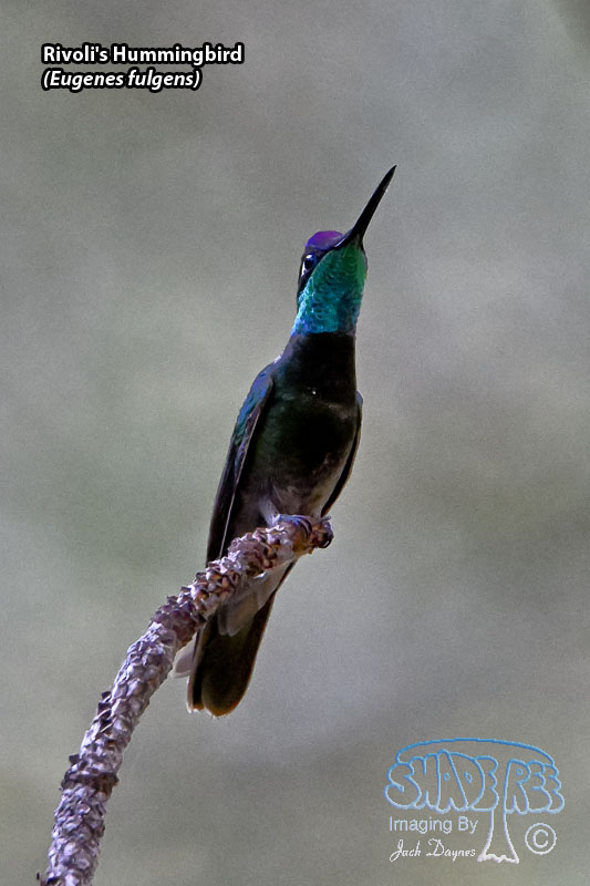 Rivoli's Hummingbird - Eugenes fulgens