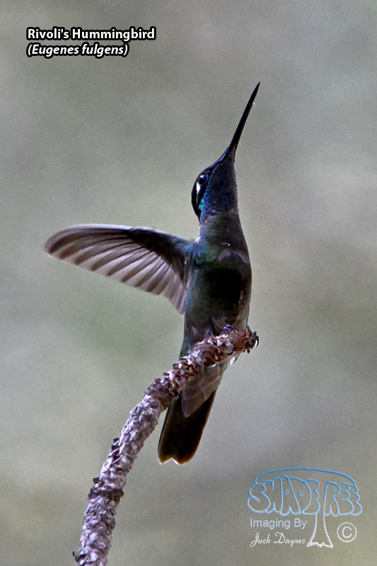 Rivoli's Hummingbird - Eugenes fulgens