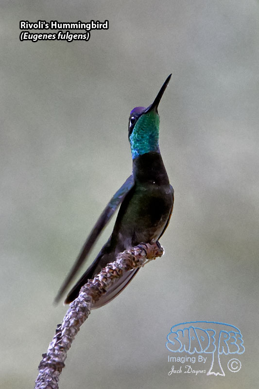 Rivoli's Hummingbird - Eugenes fulgens