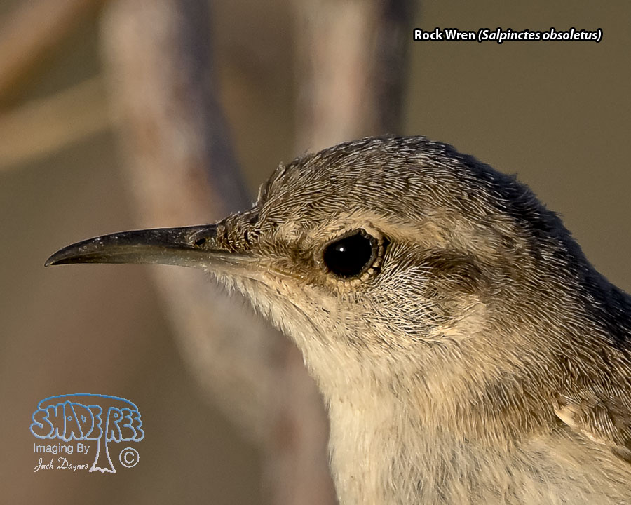 Rock Wren - Salpinctes obsoletus