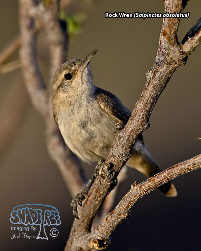 Rock Wren - Salpinctes obsoletus