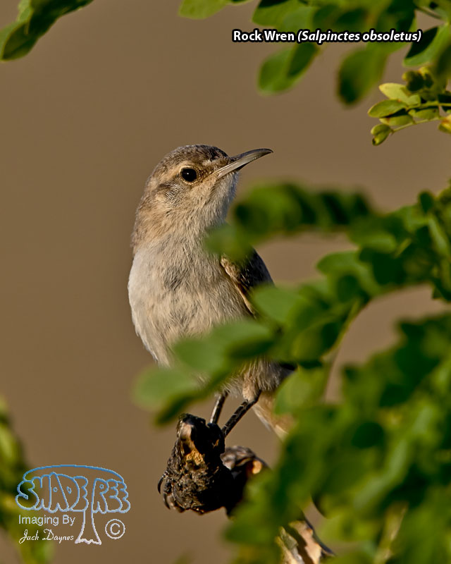 Rock Wren - Salpinctes obsoletus