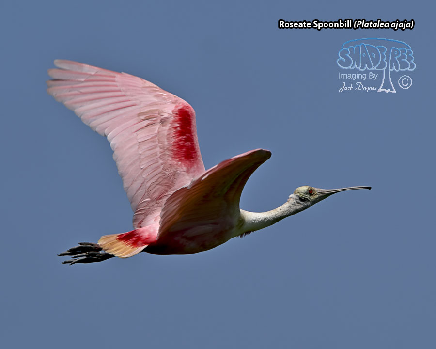 Roseate Spoonbill - Platalea ajaja
