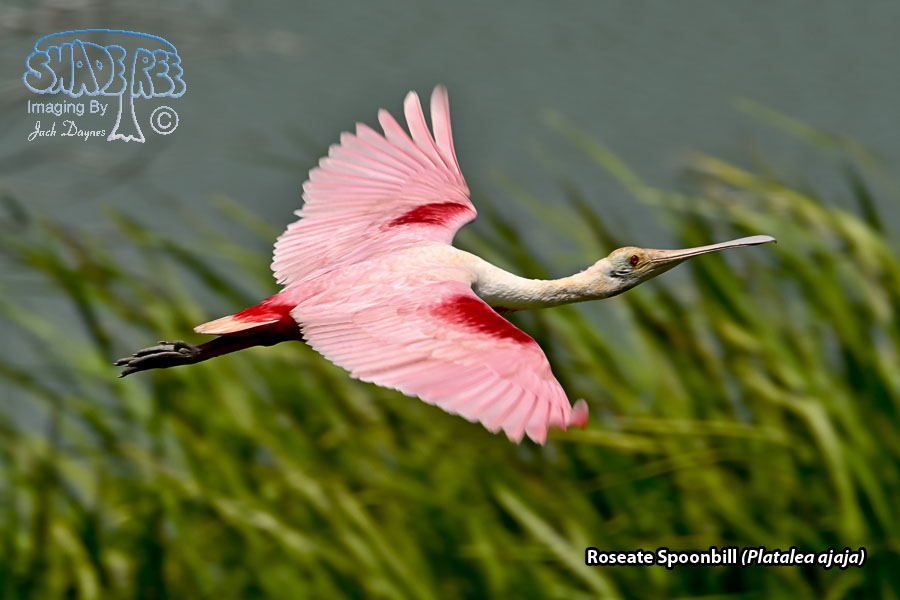 Roseate Spoonbill - Platalea ajaja