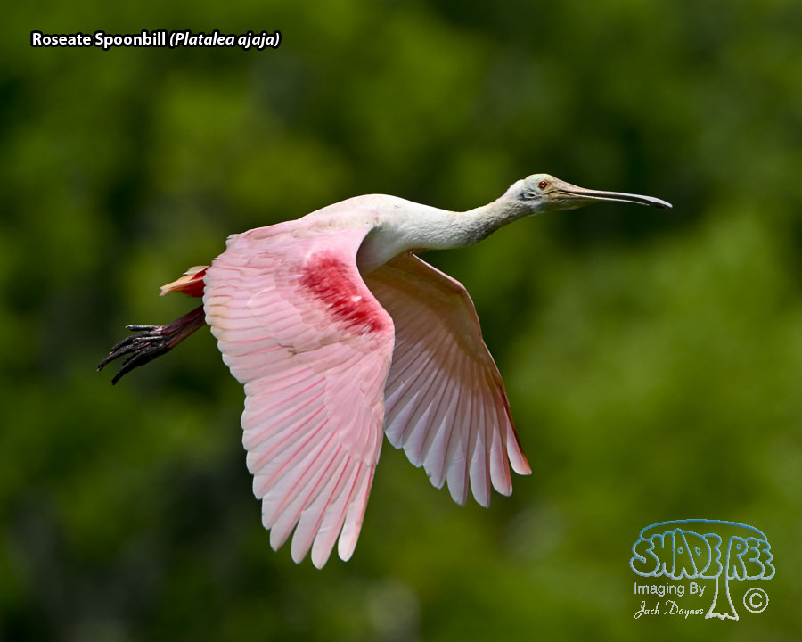 Roseate Spoonbill - Platalea ajaja